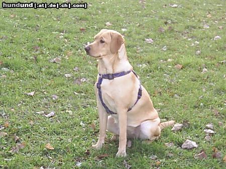 Labrador Retriever Hunde Foto 16873 in höherer Auflösung ansehen Labrador Retriever Missy 8 Monate