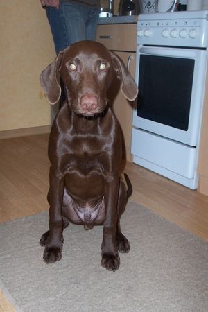Labrador Retriever Hunde Foto 37253 Labrador Retriever Und nochmal der Mitch