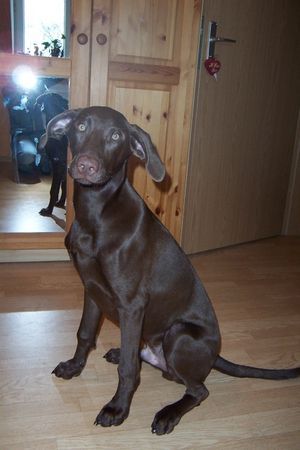 Labrador Retriever Hunde Foto 37252 Labrador Retriever Mein