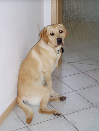 Labrador Retriever Hunde Foto 35296 in höherer Auflösung ansehen Labrador Retriever Wo bleibt mein Herrchen?