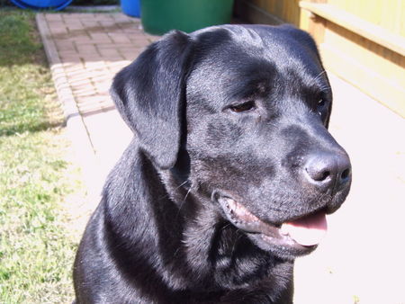 Labrador Retriever Hunde Foto 28910 Labrador Retriever Nahaufnahme von Sultan