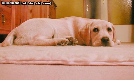 Labrador Retriever Nala mit 6 monaten