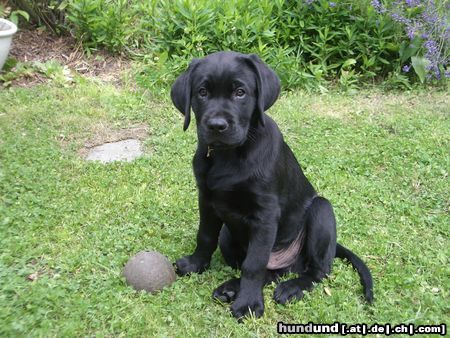Labrador Retriever Hunde Foto 16101 Labrador Retriever Avelino 12 Wochen alt