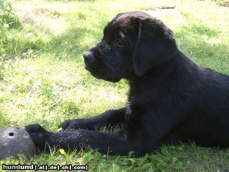 Labrador Retriever Hunde Foto 16102 Labrador Retriever Avelino 12Wochen mit nasser Nase