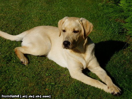 Labrador Retriever Hunde Foto 24840 in höherer Auflösung ansehen Labrador Retriever Nemo