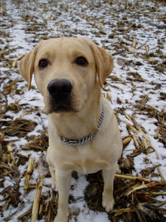 Labrador Retriever Hunde Foto 29270 in höherer Auflösung ansehen Labrador Retriever Nemo 15, Monate alt