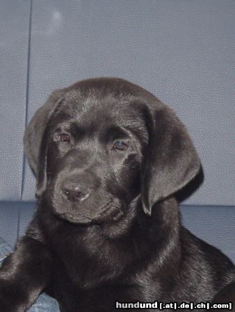 Labrador Retriever Hunde Foto 13189 Labrador Retriever Nico mit 9 Wochen