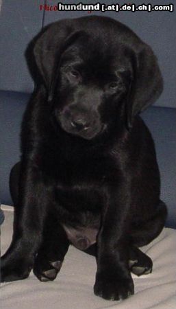 Labrador Retriever Hunde Foto 13200 Labrador Retriever Nico mit 9 Wochen