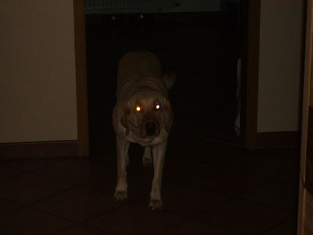 Labrador Retriever Hunde Foto 29235 Labrador Retriever Schau mir in die Augen Kleines !!!