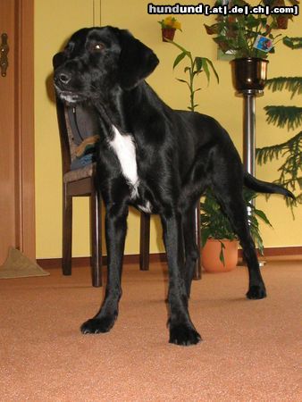 Labrador Retriever Hunde Foto 10100 Labrador Retriever labrador- irish setter mischling