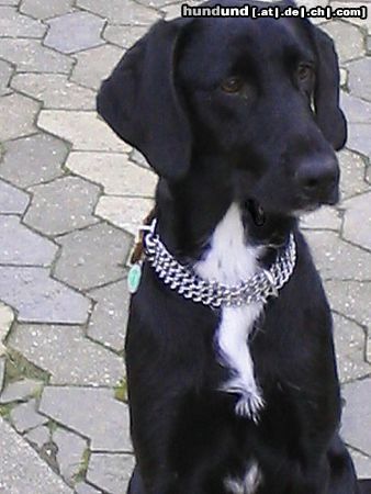 Labrador Retriever Hunde Foto 10103 Labrador Retriever Nike (labrador- irish setter mischling)