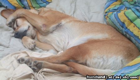 Labrador Retriever Sissi