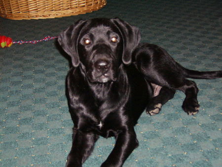 Labrador Retriever Hunde Foto 27068 in höherer Auflösung ansehen Labrador Retriever Sam 5 Monate