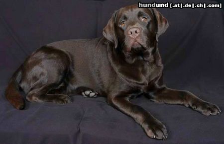 Labrador Retriever Hunde Foto 18167 Labrador Retriever /Grizzly der Schokobomber