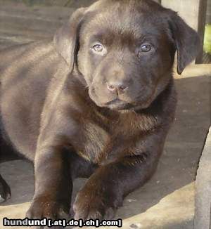 Labrador Retriever Oswald vom Retrieverhof Thiele