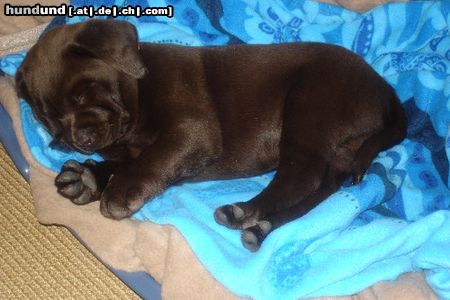 Labrador Retriever Hunde Foto 21919 Labrador Retriever mein Schokokuss beim Schlafen