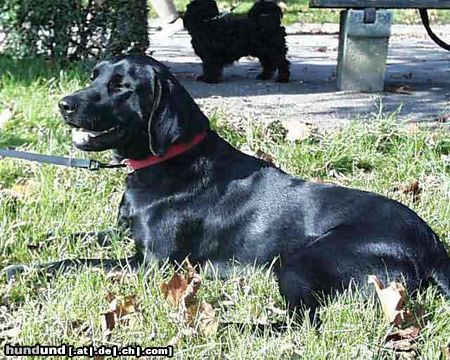 Labrador Retriever Lachender Oskar