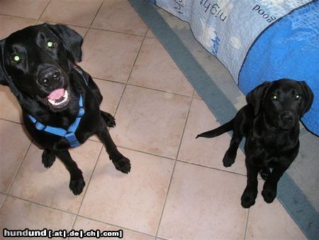 Labrador Retriever Hunde Foto 22233 in höherer Auflösung ansehen Labrador Retriever Unsere zwei süßen