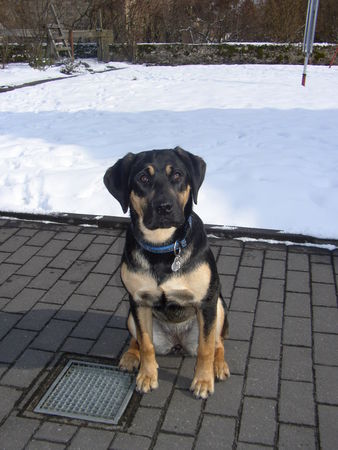 Labrador Retriever Hunde Foto 32234 in höherer Auflösung ansehen Labrador Retriever Meine Labbi-Hündin Aika ( mitlerweile 10 Monate)