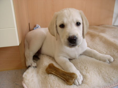 Labrador Retriever Hunde Foto 33260 in höherer Auflösung ansehen Labrador Retriever Milka unsere kleine süße