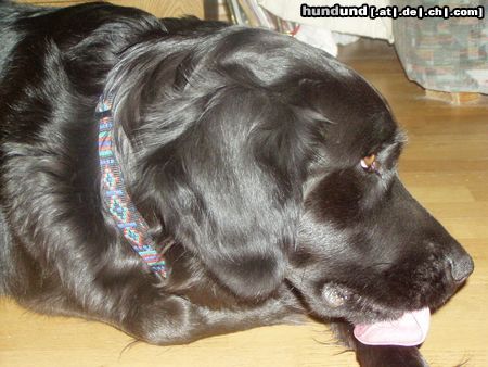 Labrador Retriever Hunde Foto 24063 in höherer Auflösung ansehen Labrador Retriever Ich lege Wert auf Körperpflege