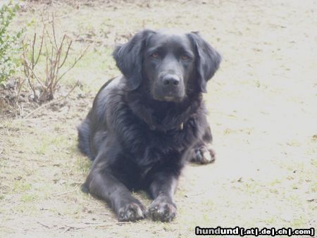 Labrador Retriever Hunde Foto 24065 in höherer Auflösung ansehen Labrador Retriever Mandy