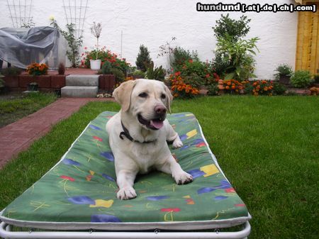Labrador Retriever Just chillin