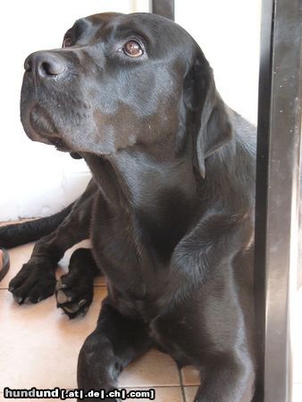 Labrador Retriever Hunde Foto 14995 in höherer Auflösung ansehen Labrador Retriever Mo, der Schwarze in der Familie