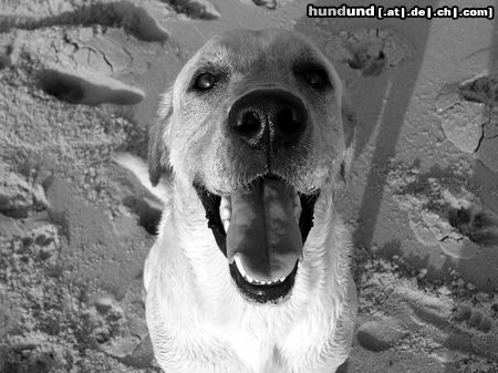 Labrador Retriever Hunde Foto 14999 in höherer Auflösung ansehen Labrador Retriever Immer schön in die Kamera schauen!
