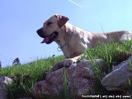 Labrador Retriever Urlaub ist schön