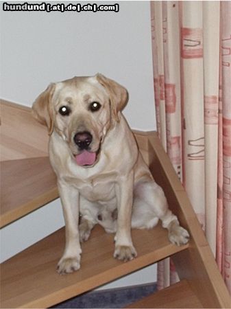 Labrador Retriever Kann ich nicht süß sein?