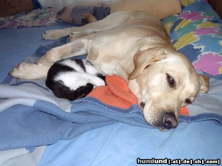 Labrador Retriever Nach 3 Wochen wird gekuschelt