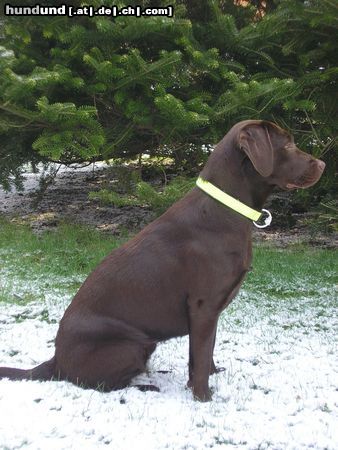 Labrador Retriever Hunde Foto 20748 in höherer Auflösung ansehen Labrador Retriever Paula