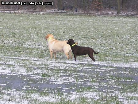 Labrador Retriever Hunde Foto 18703 in höherer Auflösung ansehen Labrador Retriever
