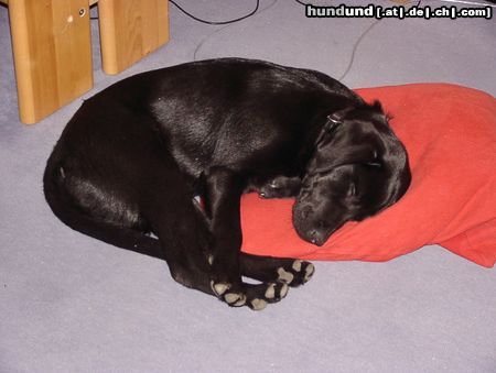 Labrador Retriever Hunde Foto 9809 Labrador Retriever Paula 4 Monate!