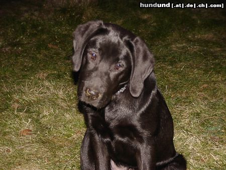 Labrador Retriever Hunde Foto 9781 Labrador Retriever Paula 4 Monate! Ich kann kein Wässerchen trüben!
