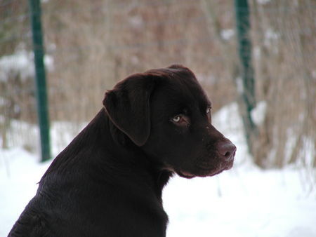 Labrador Retriever Hunde Foto 30095 in höherer Auflösung ansehen Labrador Retriever Mr.Jingels 8 Monate