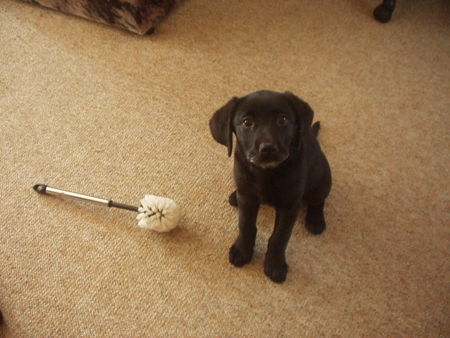 Labrador Retriever Hunde Foto 33231 in höherer Auflösung ansehen Labrador Retriever ich wars nicht