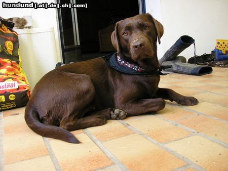 Labrador Retriever Hunde Foto 22142 in höherer Auflösung ansehen Labrador Retriever laaaangweilig...is mir