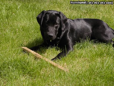Labrador Retriever Sonne!