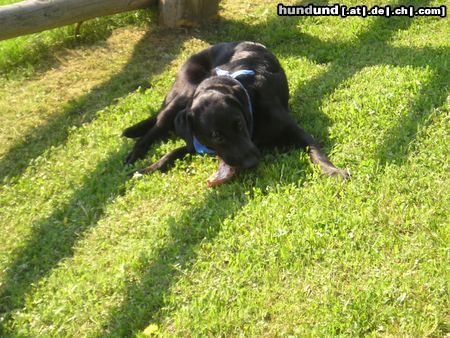 Labrador Retriever Hunde Foto 22372 in höherer Auflösung ansehen Labrador Retriever Da hat uns doch glatt einer die Spare Rips geklaut