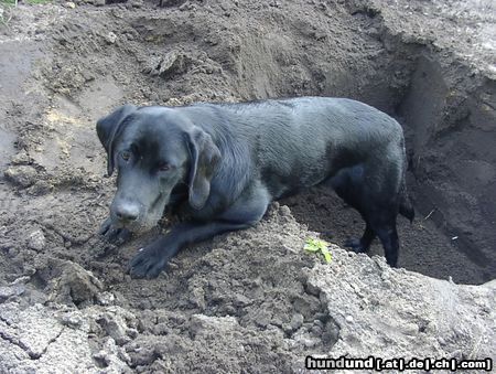 Labrador Retriever