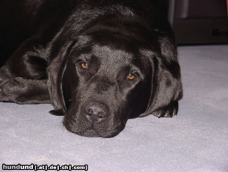 Labrador Retriever