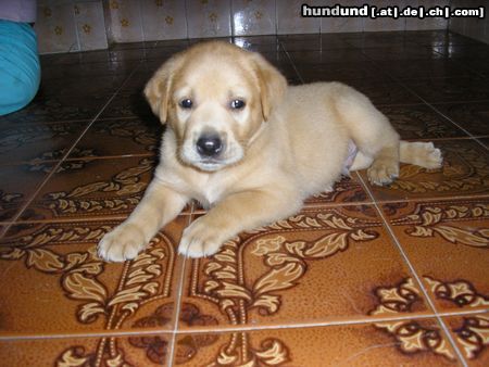 Labrador Retriever Hunde Foto 14705 Labrador Retriever Simba ( 49 Tage )