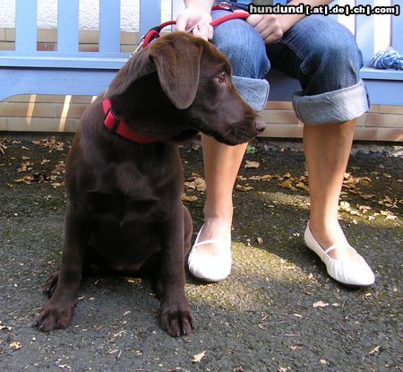 Labrador Retriever Hunde Foto 26628 in höherer Auflösung ansehen Labrador Retriever maja 4months