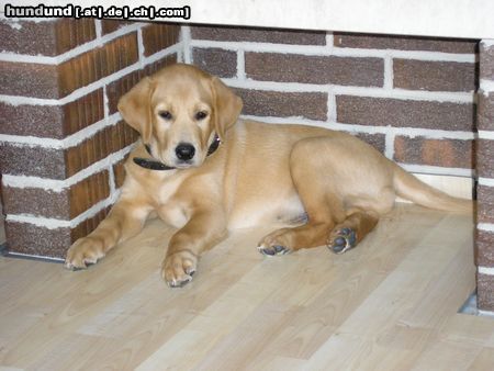 Labrador Retriever Hunde Foto 14626 Labrador Retriever Simba - 2 Monate
