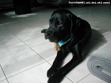 Labrador Retriever Hunde Foto 8753 Labrador Retriever Leeeeecker Kauknochen