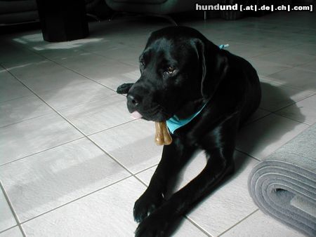 Labrador Retriever Leeeeecker Kauknochen