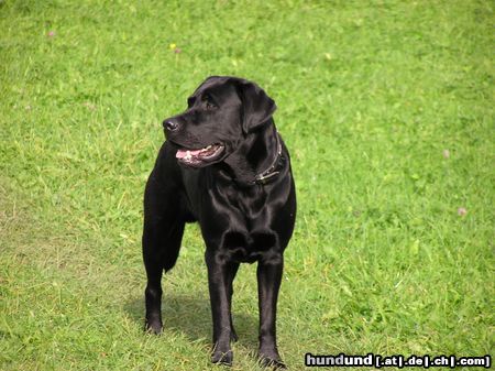 Labrador Retriever Labrador- Rüde 2Jahre