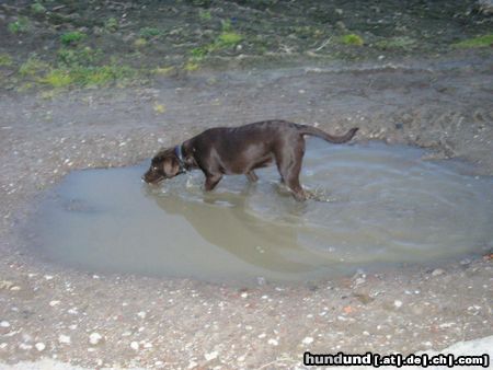 Labrador Retriever Hunde Foto 18659 in höherer Auflösung ansehen Labrador Retriever ...noch keine pfütze verpasst...